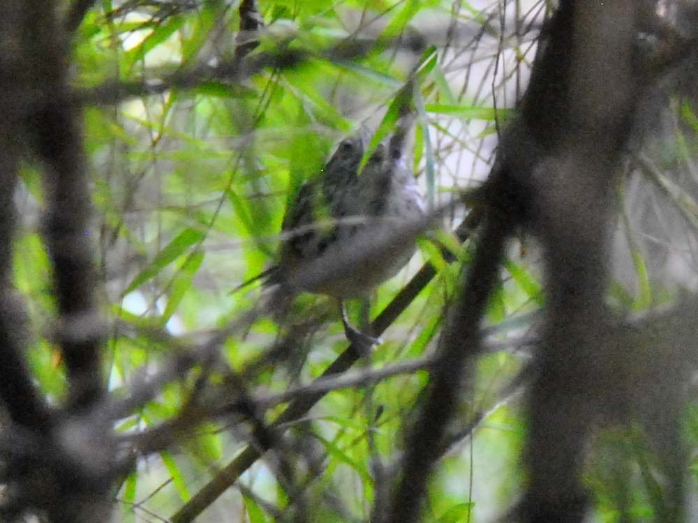 Klages's Antbird - ML642811854