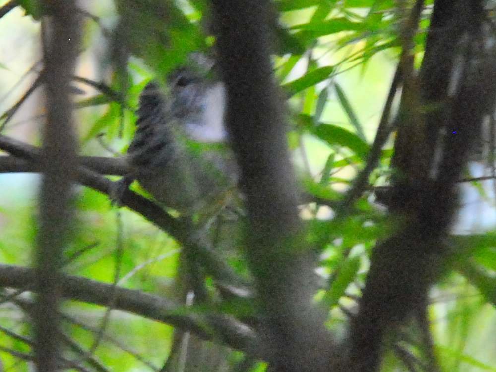 Klages's Antbird - ML642811855