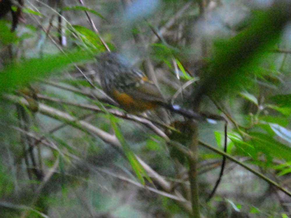 Klages's Antbird - ML642811856