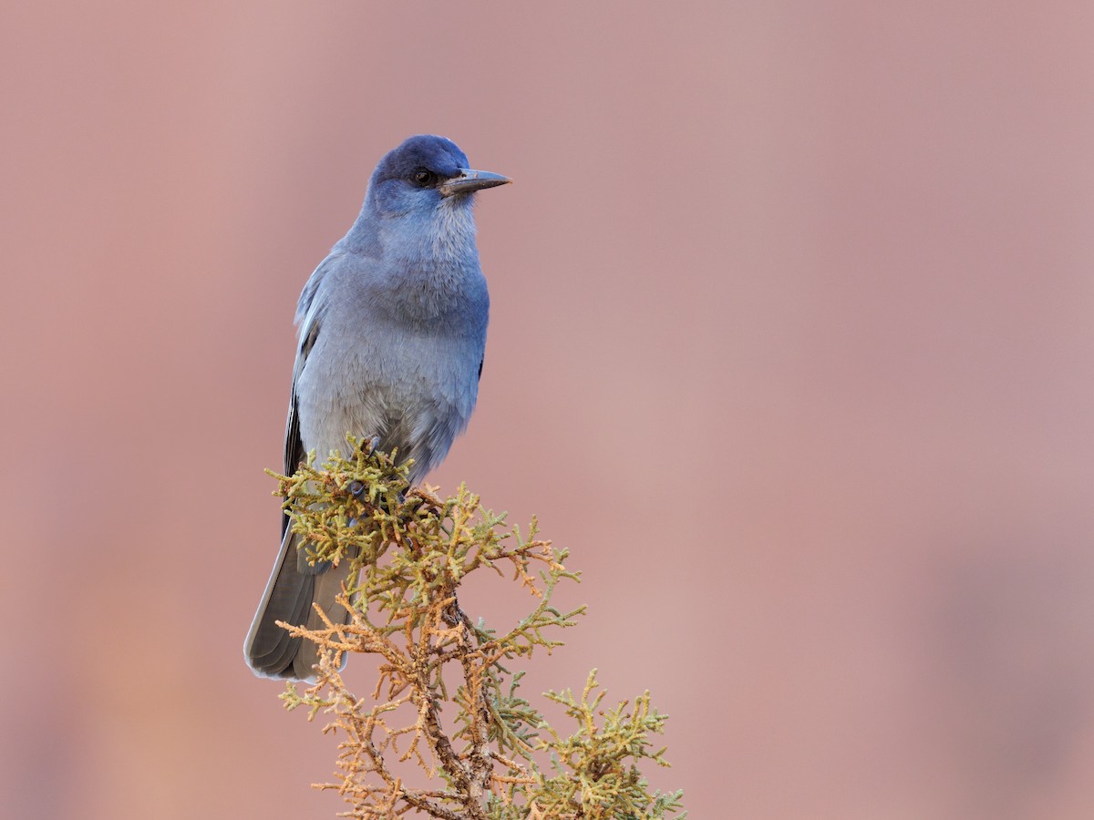 Pinyon Jay - ML642811858