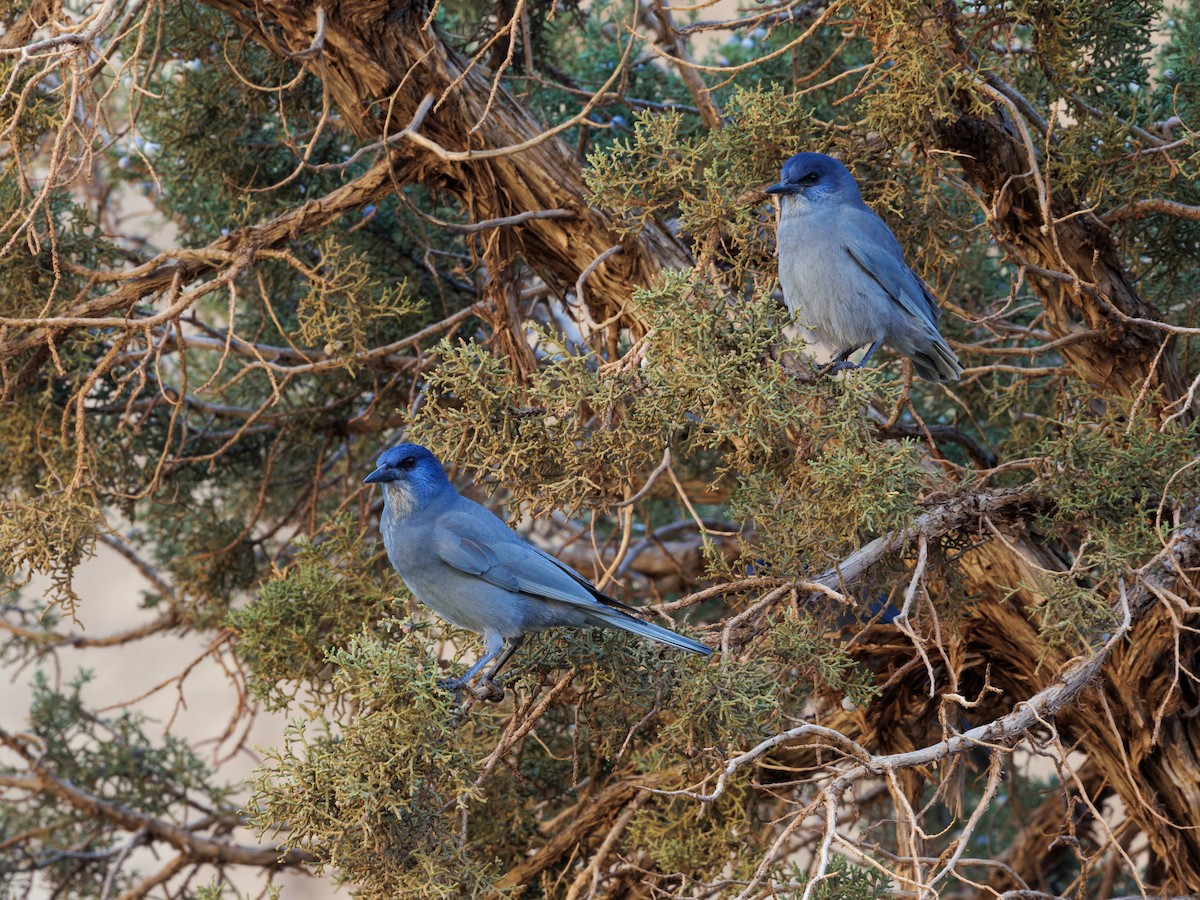 Pinyon Jay - ML642811859
