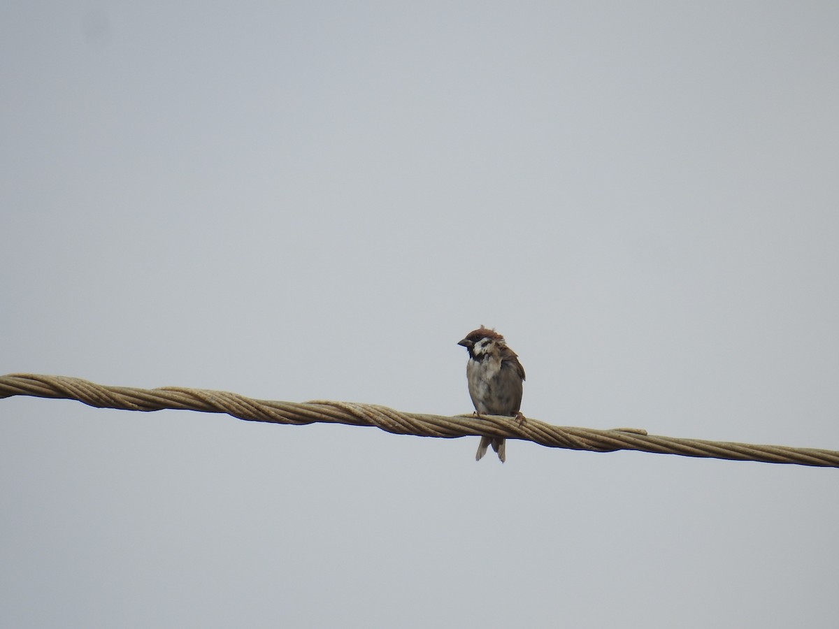 Eurasian Tree Sparrow - ML642811864
