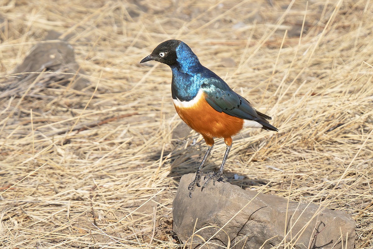 Superb Starling - ML642811867