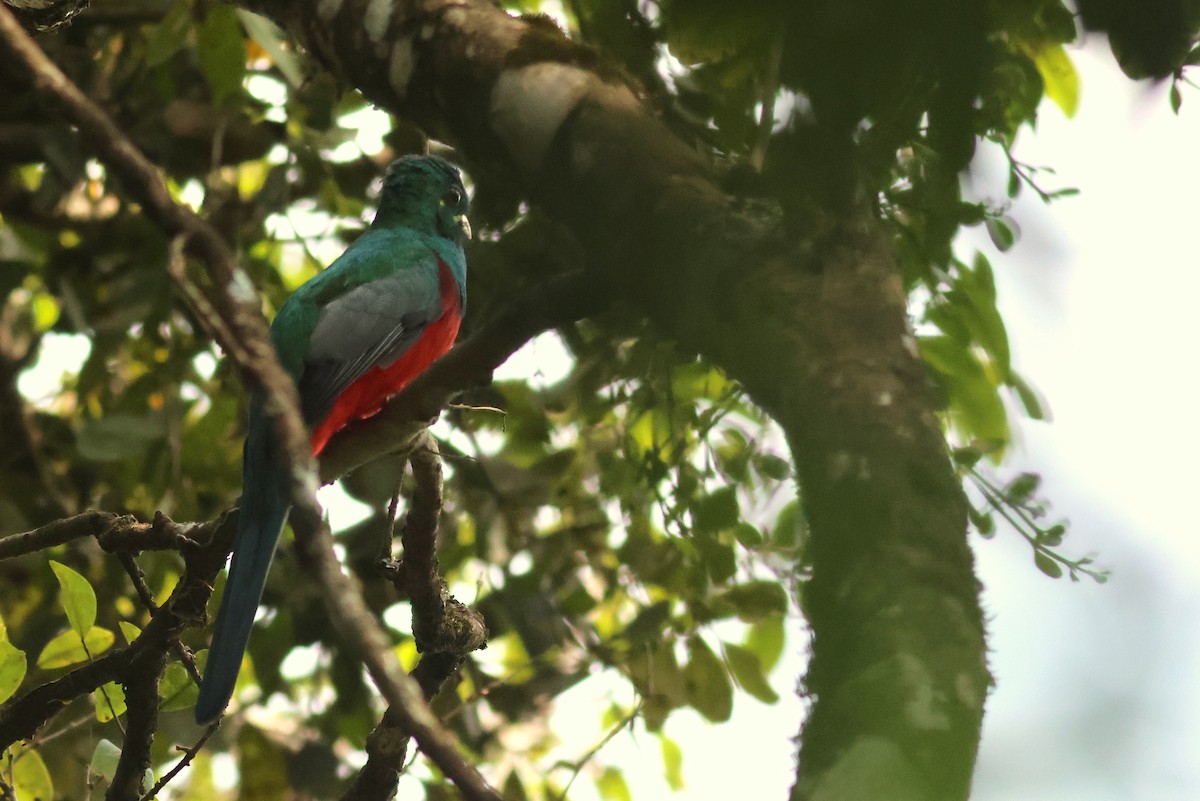Narina Trogon - ML642811873