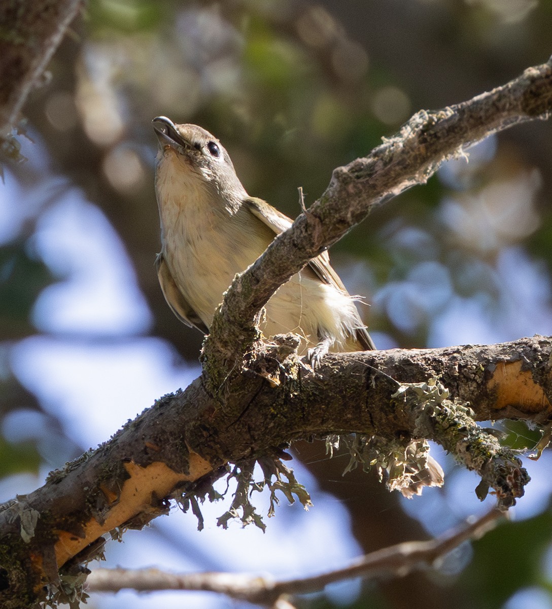 Cassin's Vireo - ML642811880