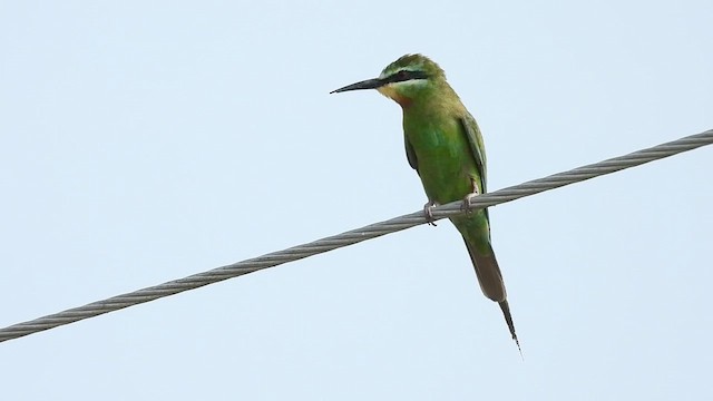 Blue-cheeked Bee-eater - ML642811911