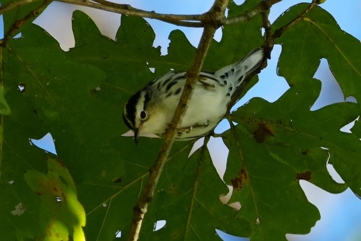 Black-and-white Warbler - ML642811913