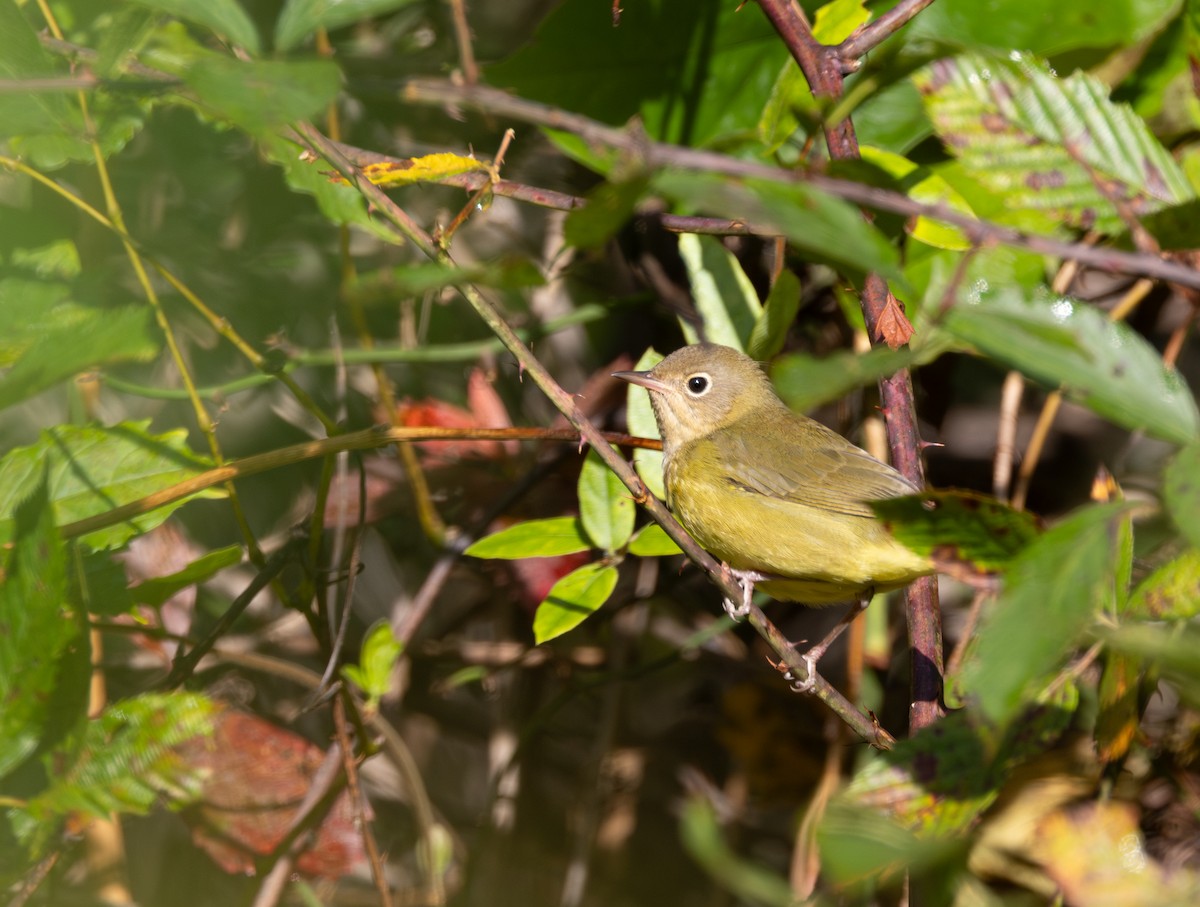 Connecticut Warbler - ML642811916