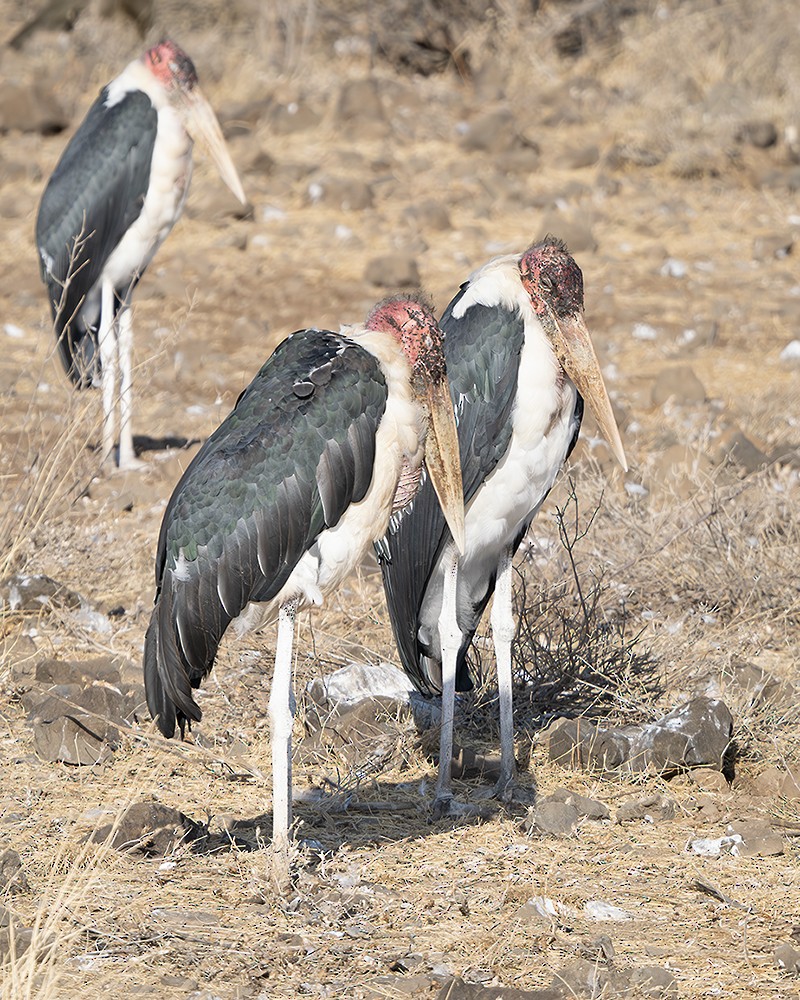 Marabou Stork - ML642811917