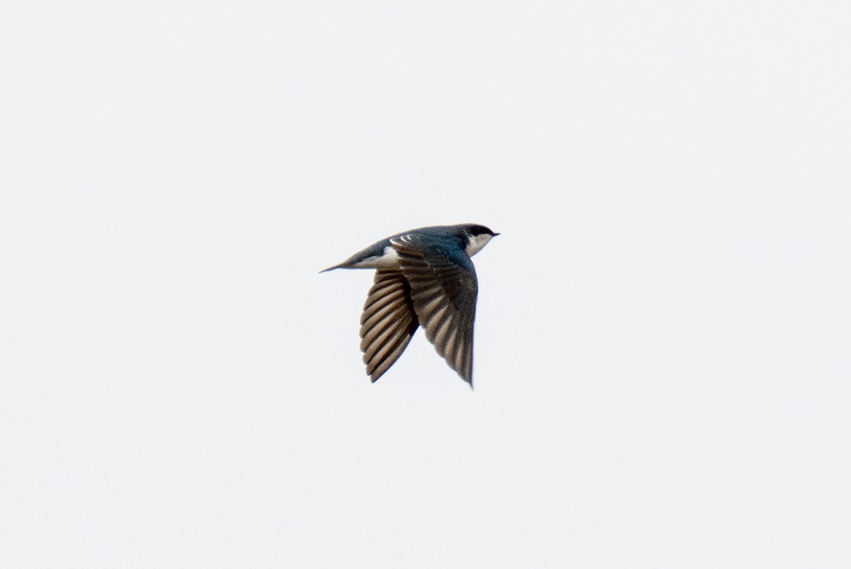Tree Swallow - ML642811918