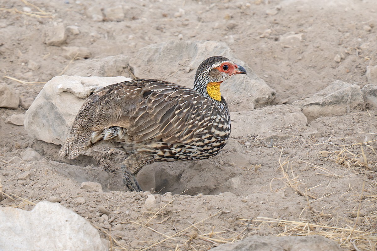 Yellow-necked Spurfowl - ML642811930