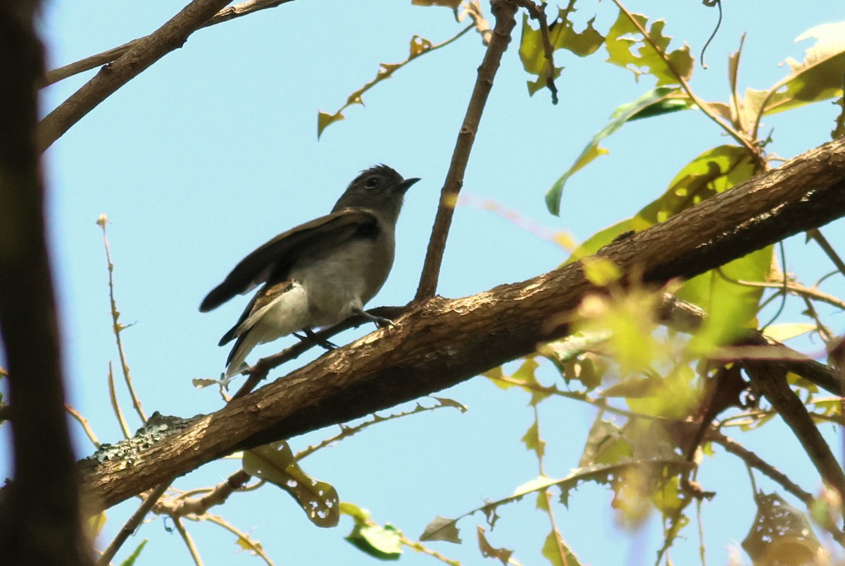 Green-backed Honeybird - ML642811932