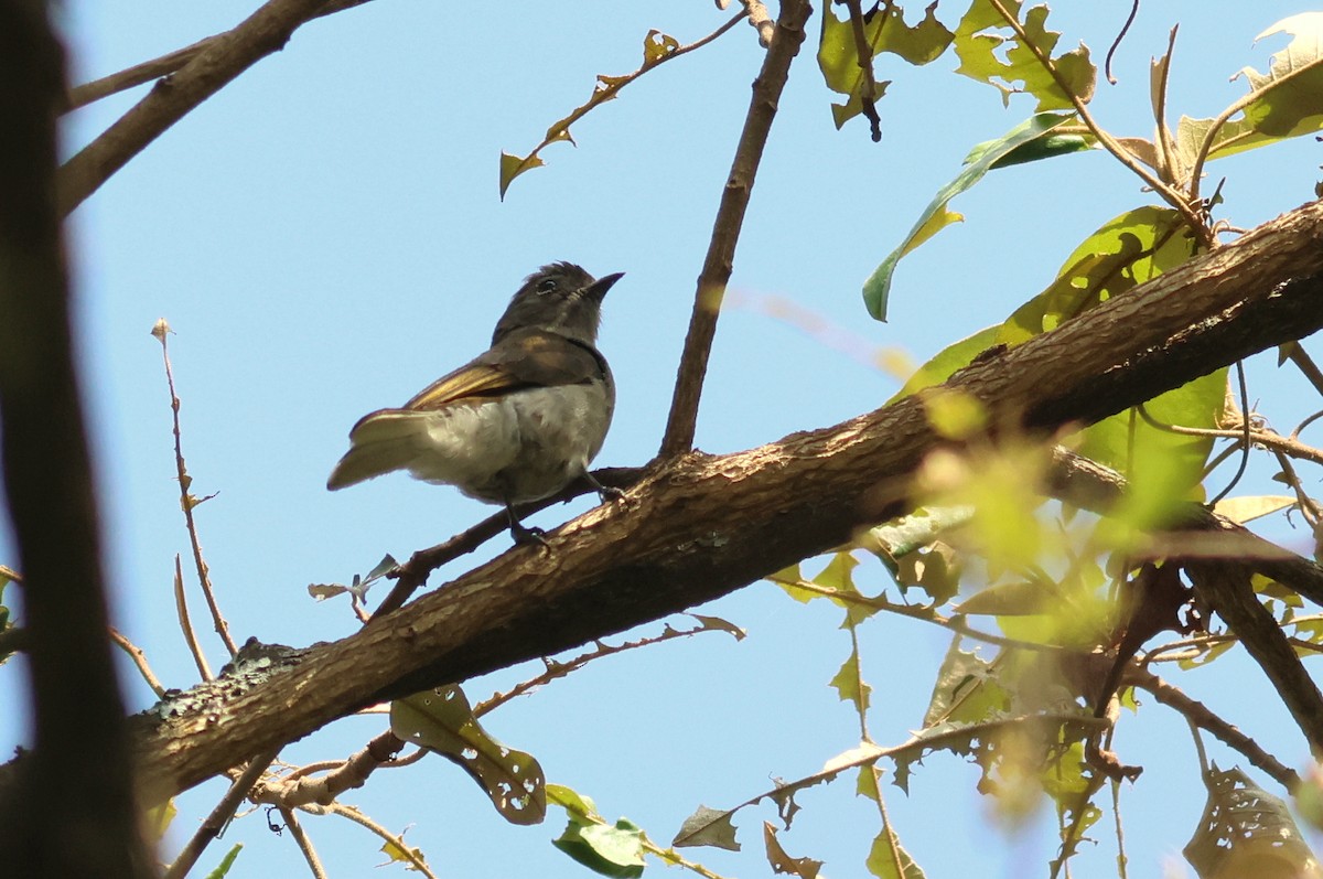 Green-backed Honeybird - ML642811933
