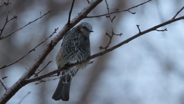 Brown-eared Bulbul - ML642811953