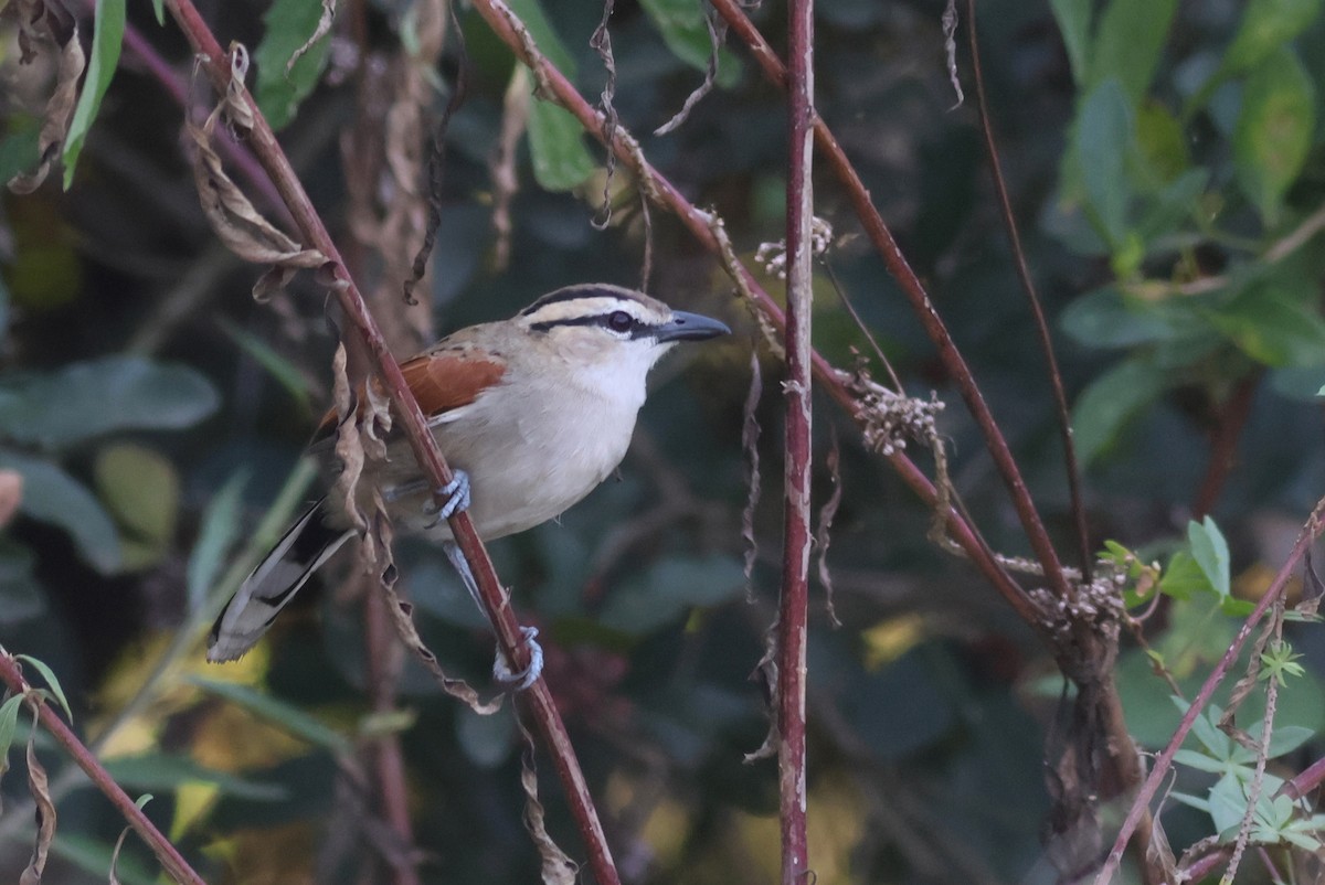 Brown-crowned Tchagra - ML642811954
