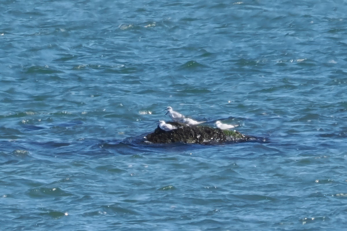 Forster's Tern - ML642811986