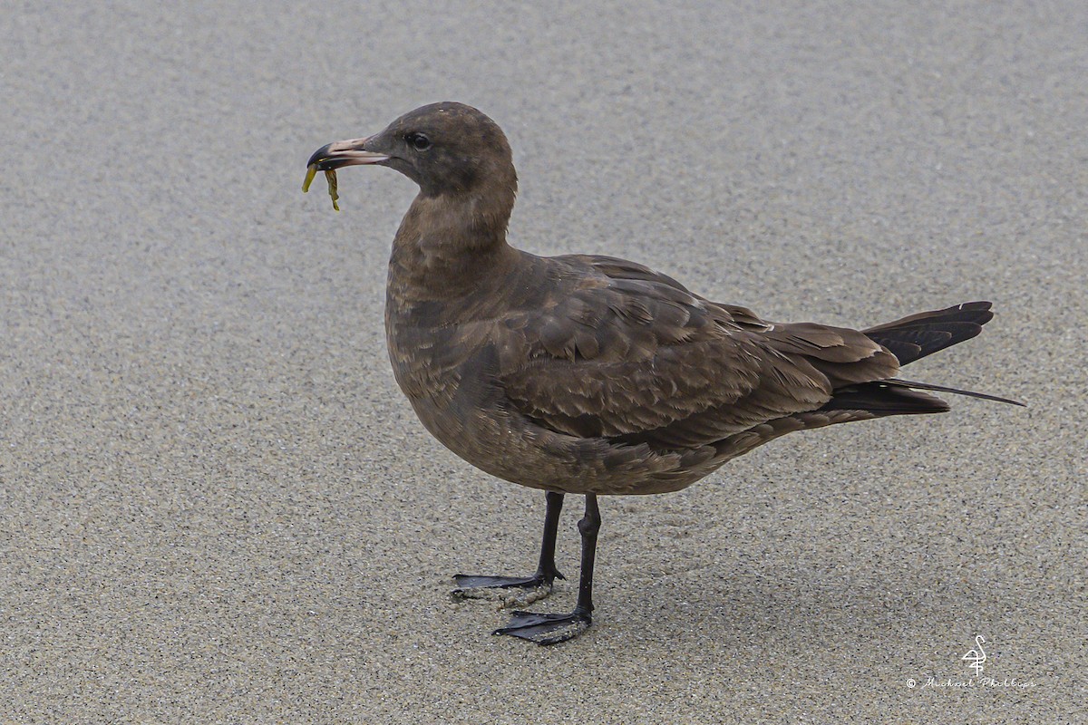 Heermann's Gull - ML642811990