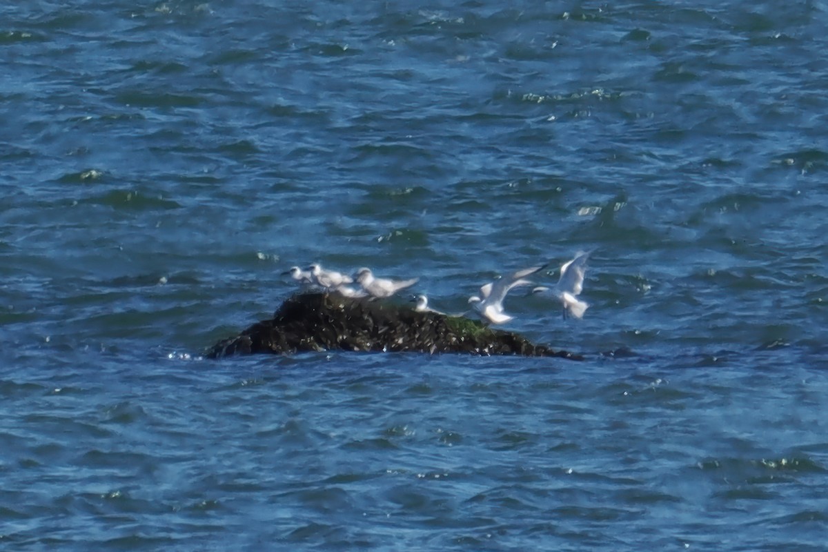 Forster's Tern - ML642811992