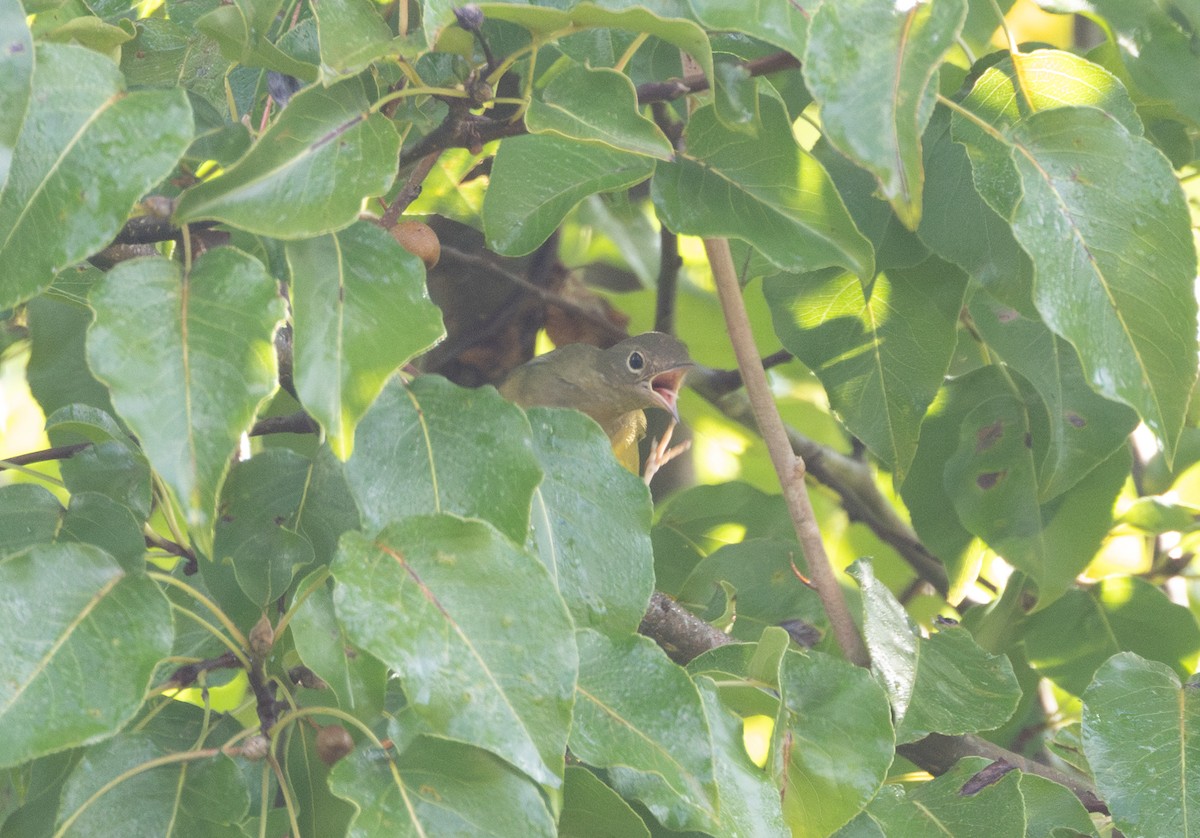 Connecticut Warbler - ML642811995