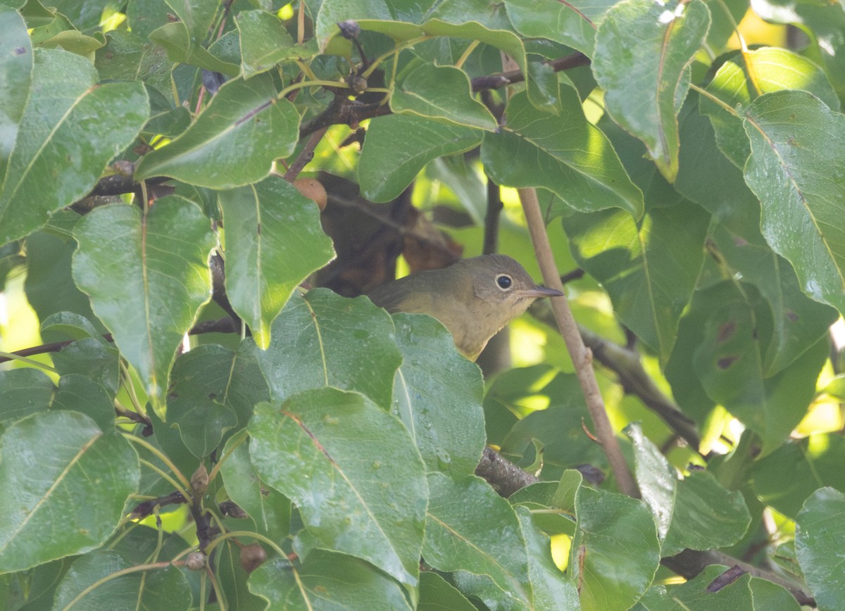 Connecticut Warbler - ML642811996