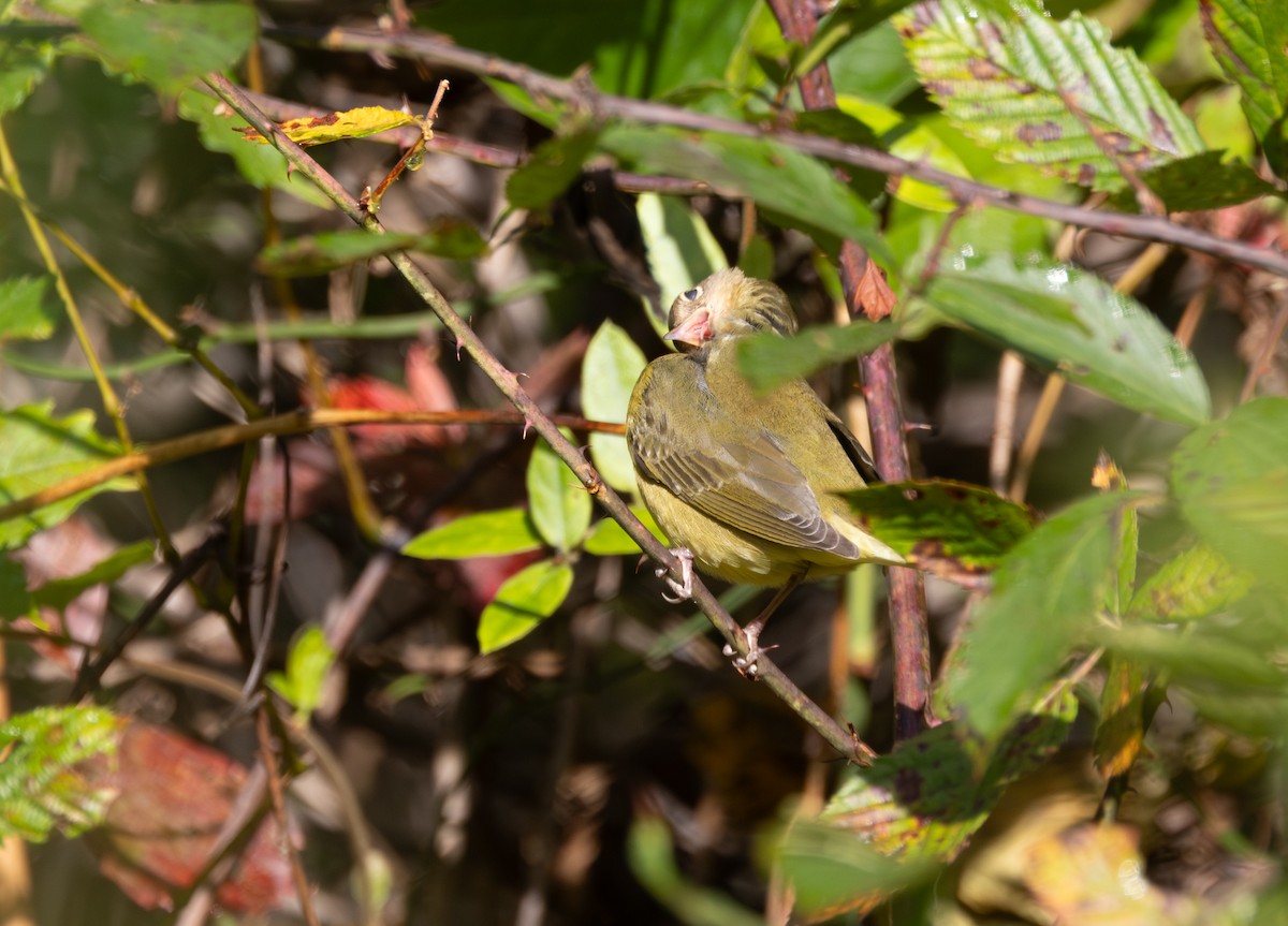 Connecticut Warbler - ML642811997
