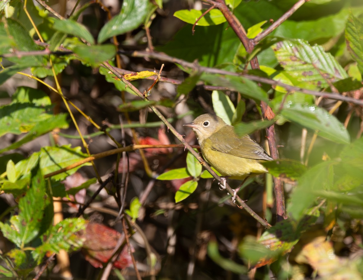 Connecticut Warbler - ML642811998