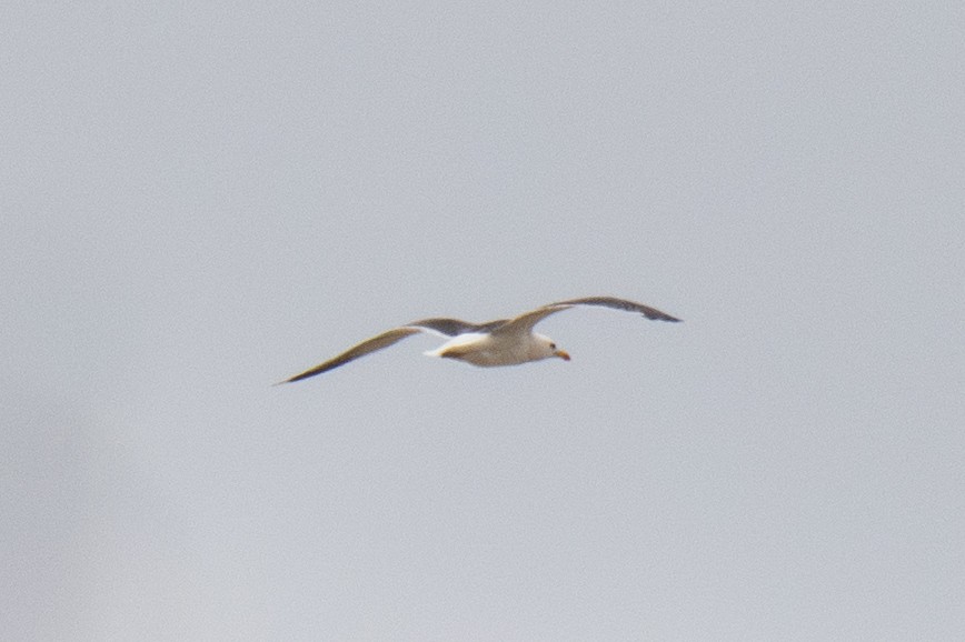 Gavión Atlántico - ML642812000