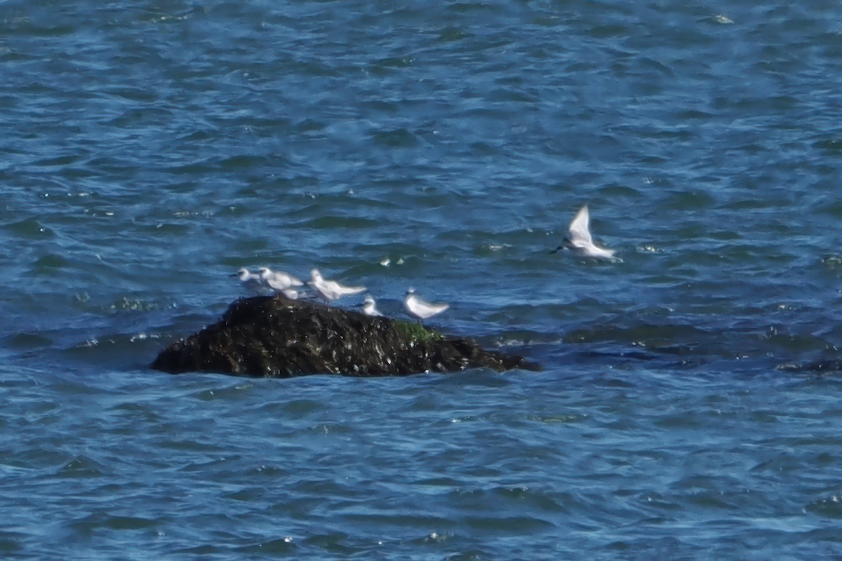 Forster's Tern - ML642812002