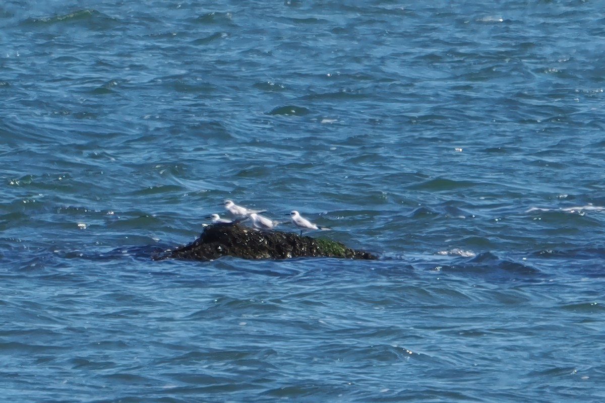 Forster's Tern - ML642812009