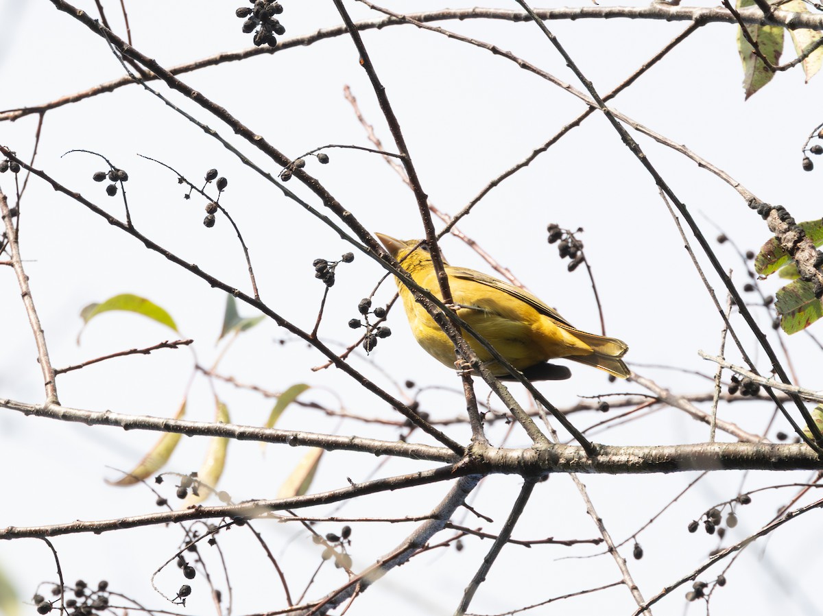 Summer Tanager - ML642812011