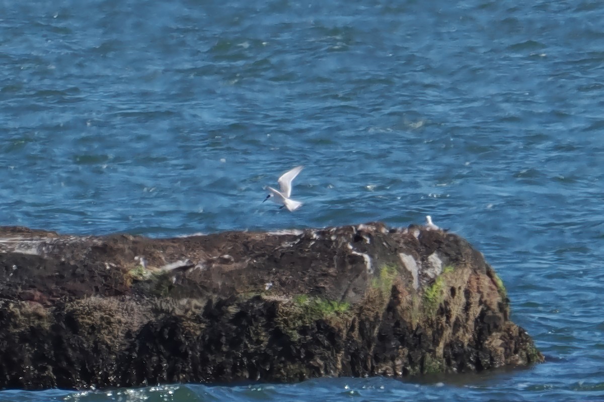 Forster's Tern - ML642812012