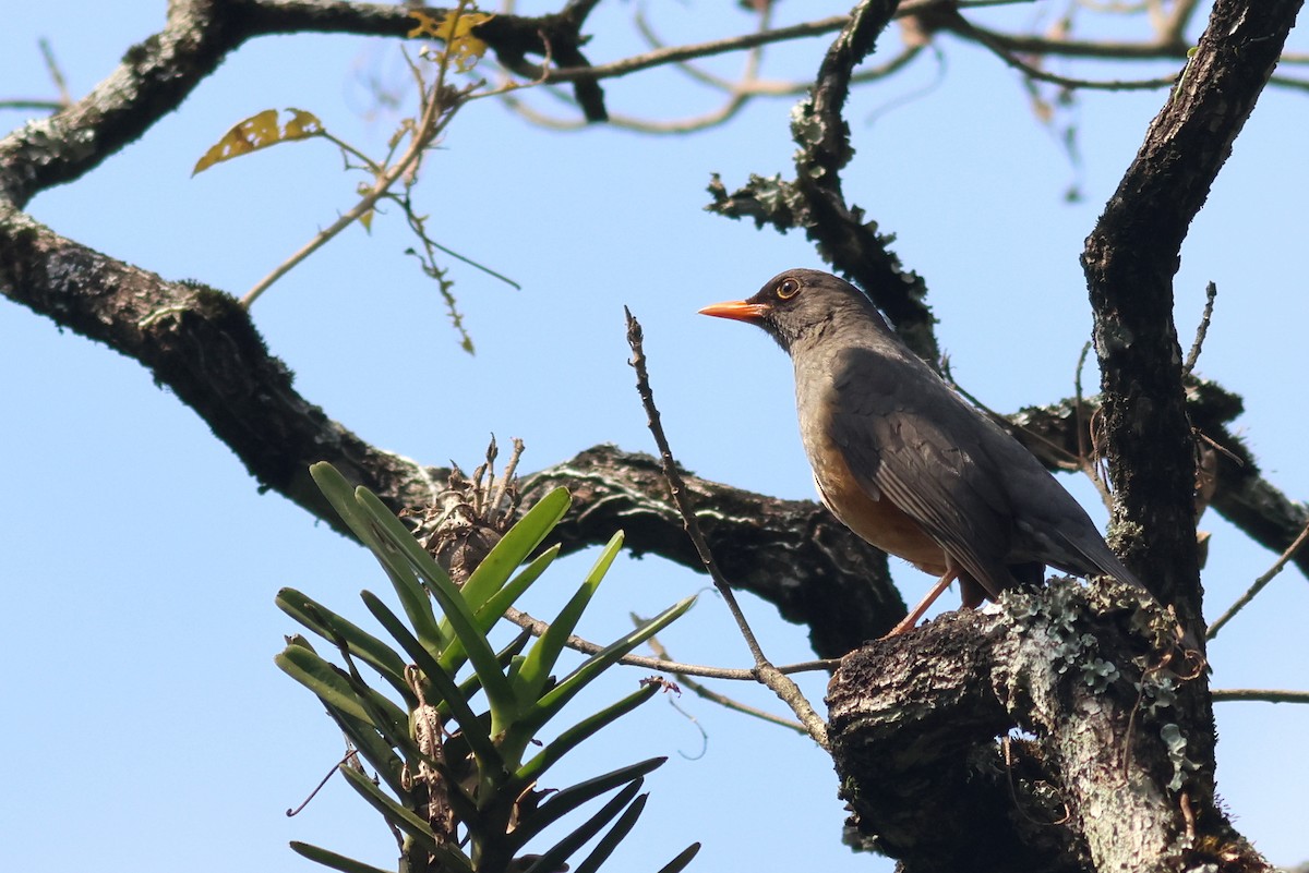 Merle abyssinien - ML642812014