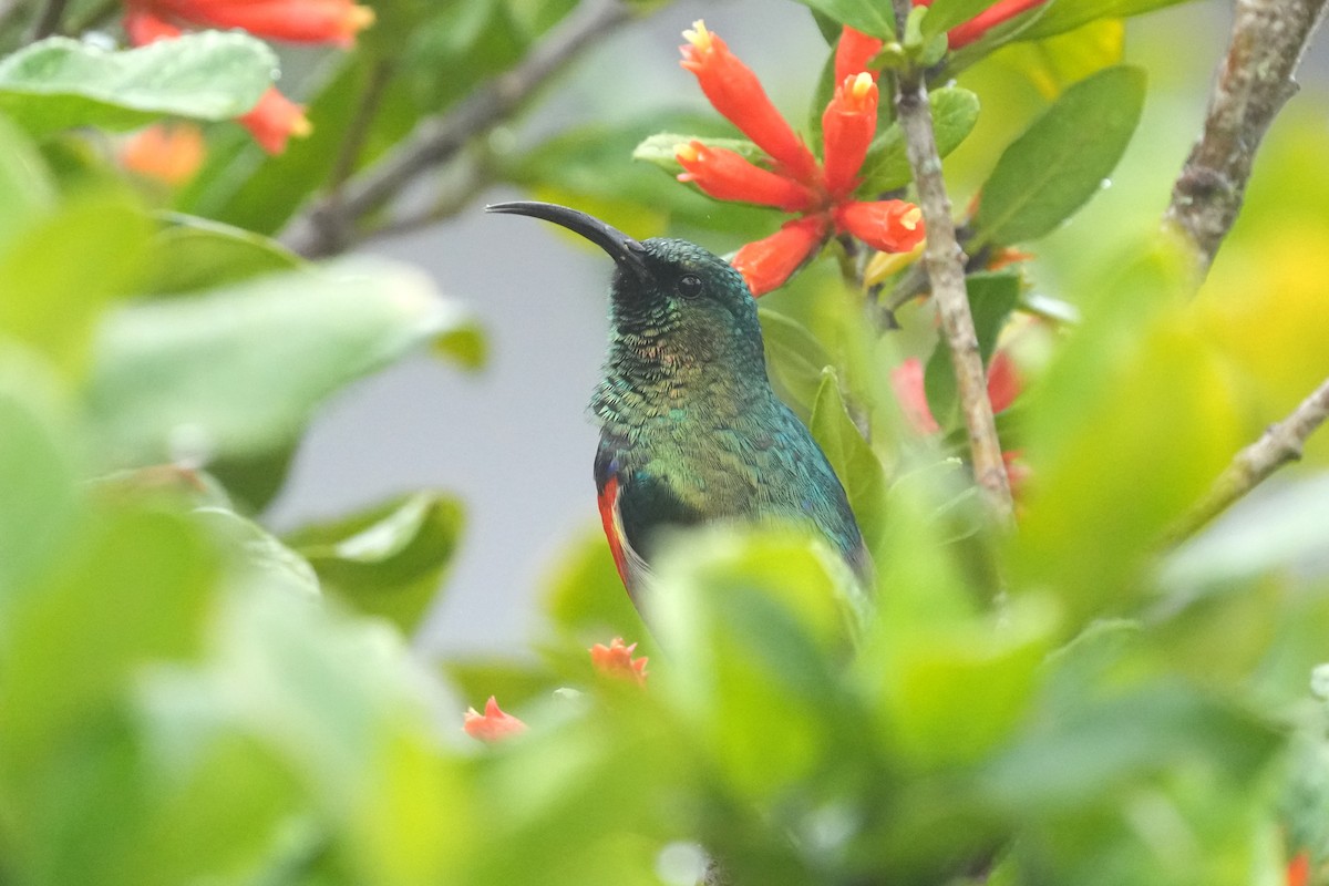 Greater Double-collared Sunbird - ML642812016