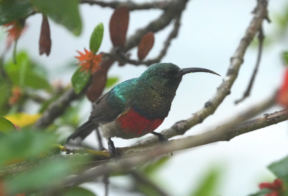 Greater Double-collared Sunbird - ML642812017