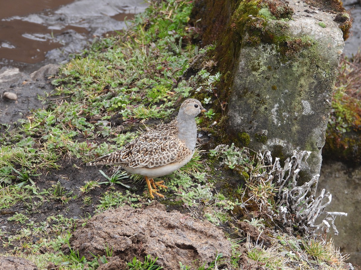 Gray-breasted Seedsnipe - ML642812018