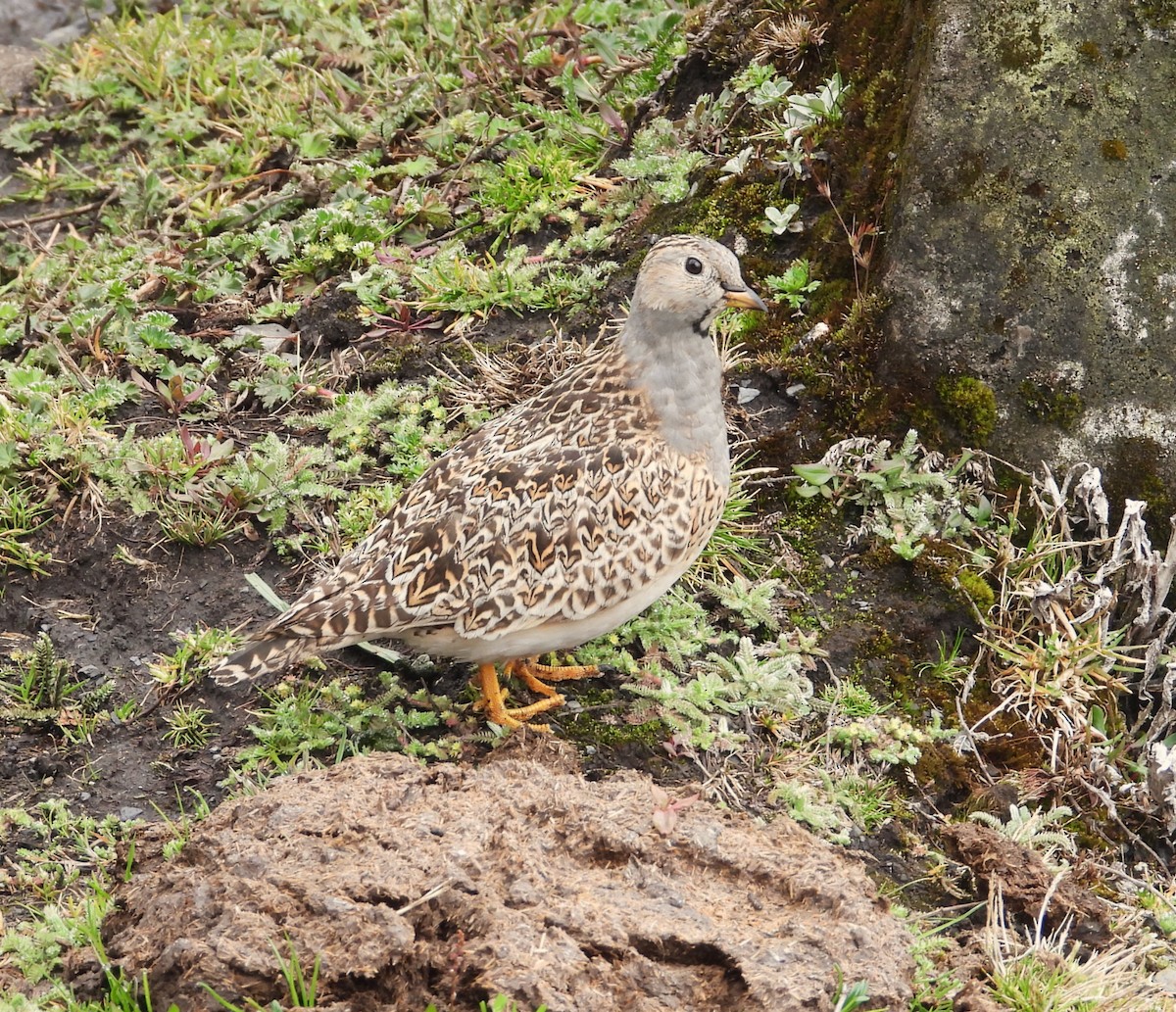 Gray-breasted Seedsnipe - ML642812019