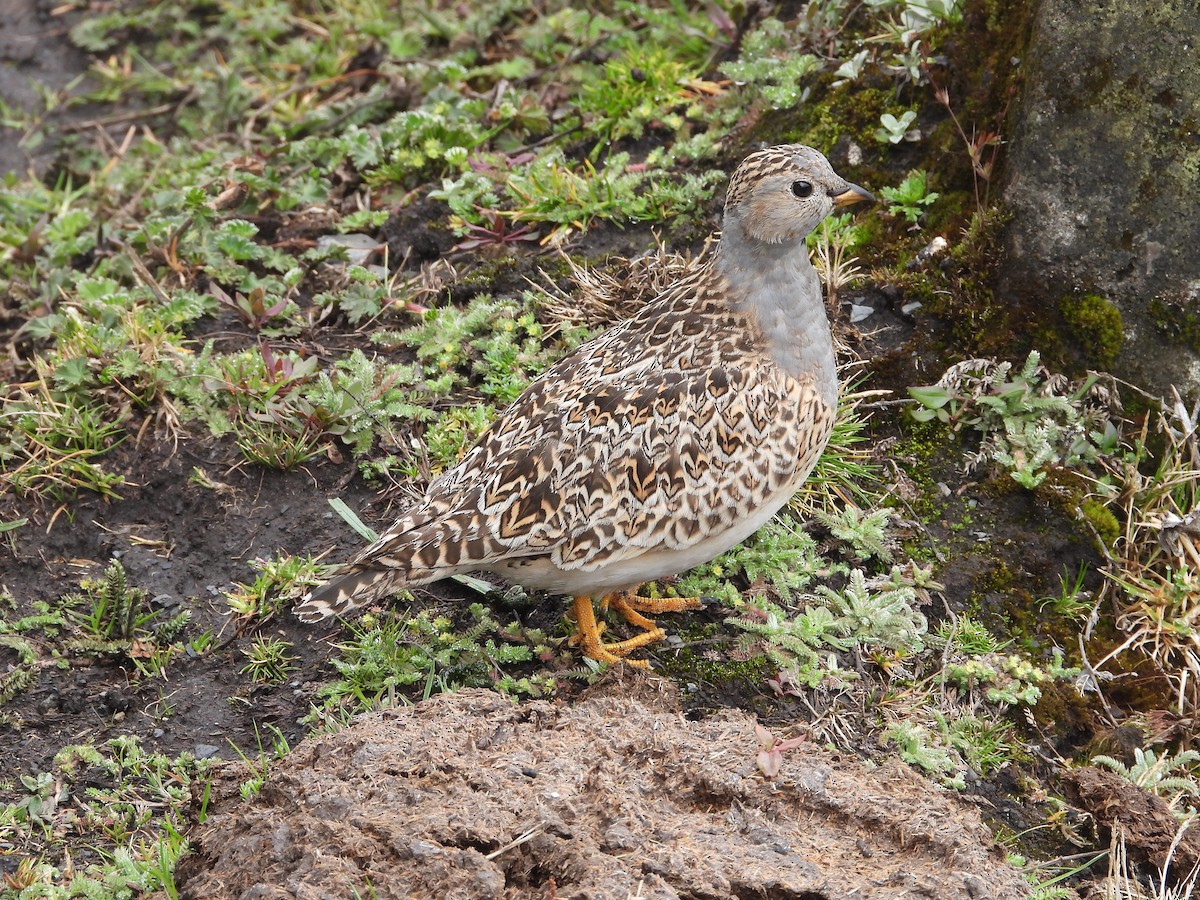 Gray-breasted Seedsnipe - ML642812020