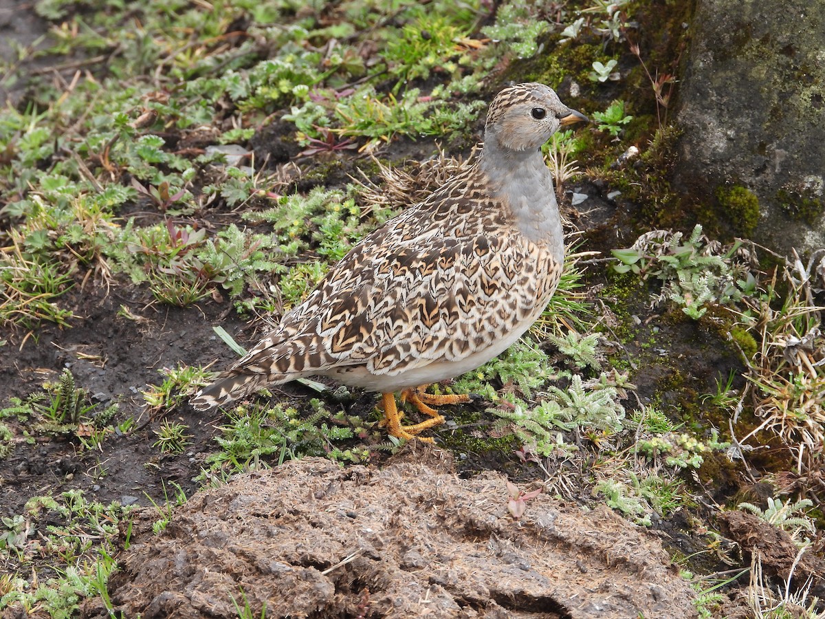 Gray-breasted Seedsnipe - ML642812021