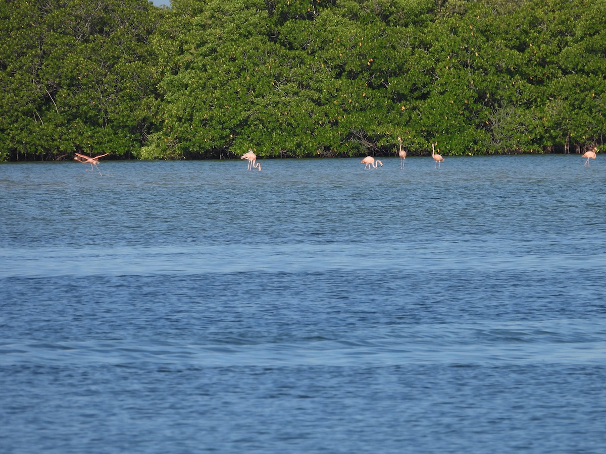 American Flamingo - ML642812034