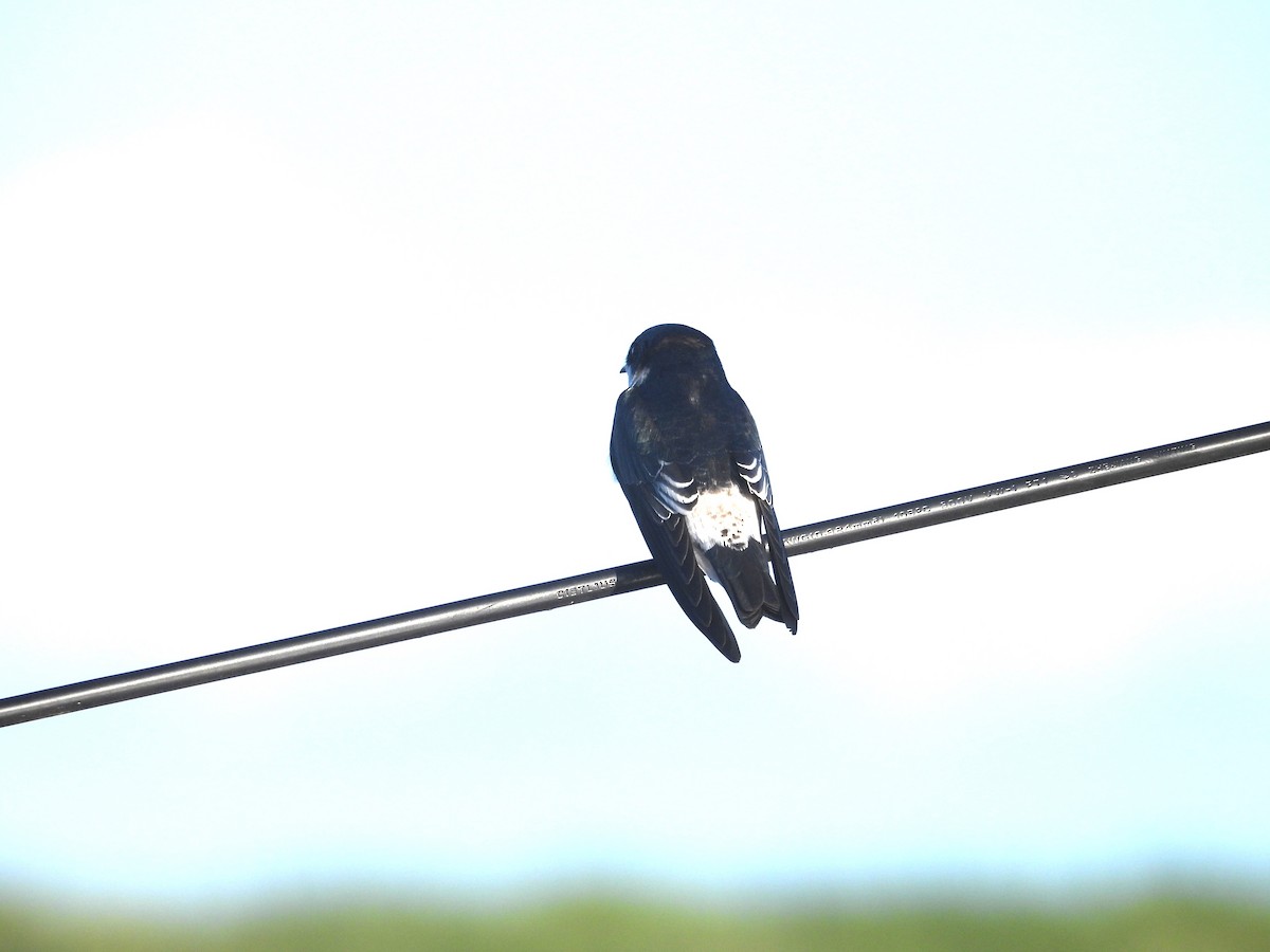 Mangrove Swallow - ML642812040
