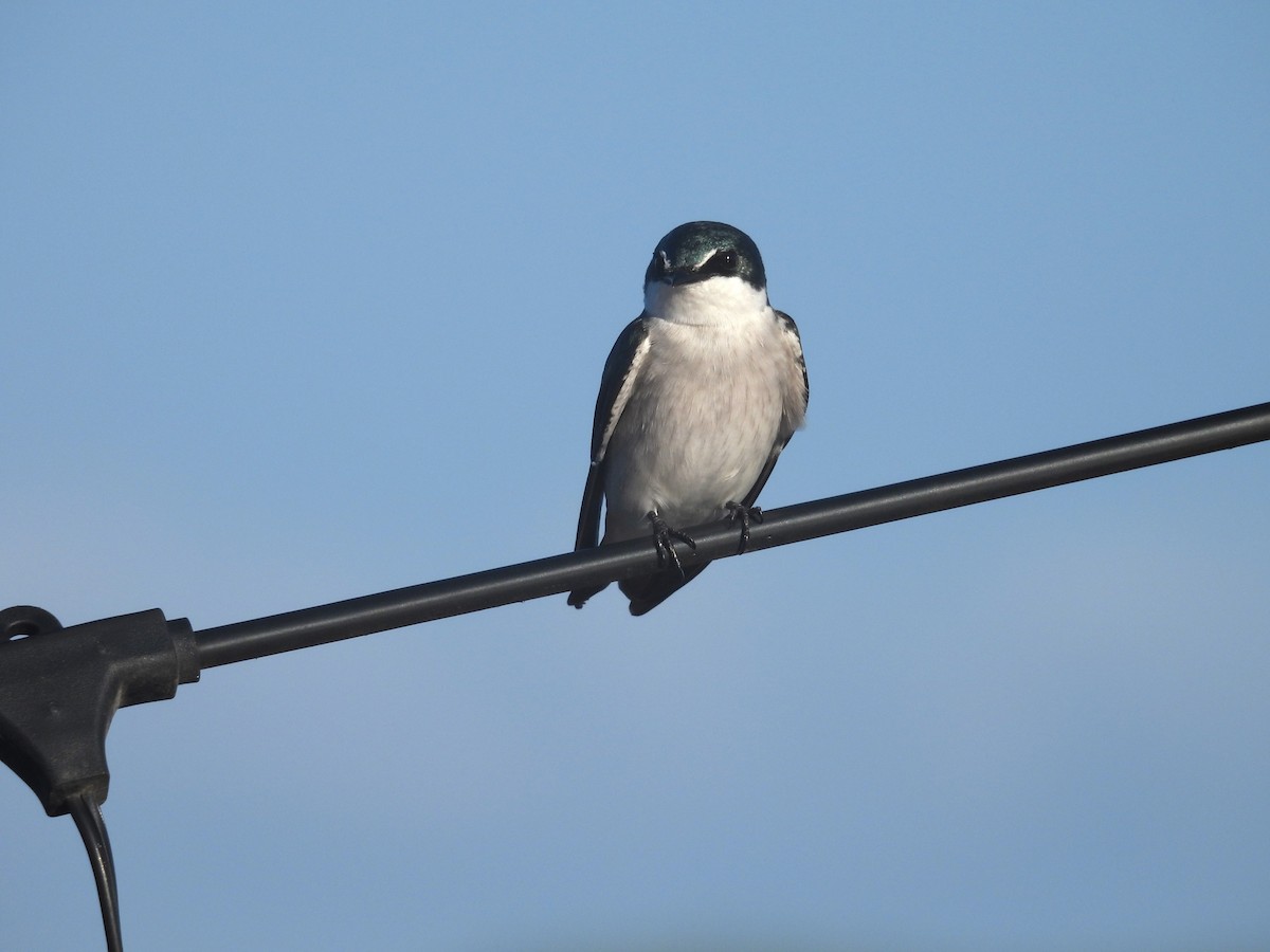 Mangrove Swallow - ML642812041
