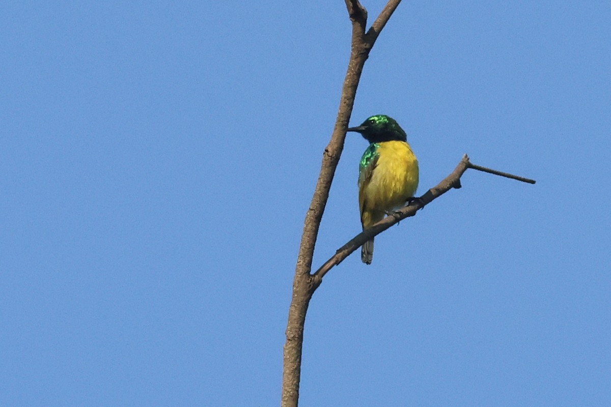 Collared Sunbird - ML642812050