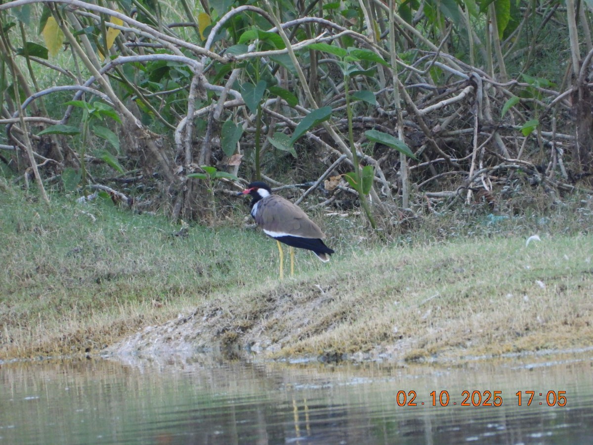 Red-wattled Lapwing - ML642812051