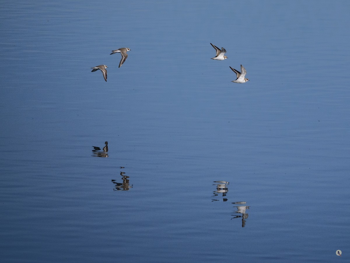 Common Ringed Plover - ML642812069