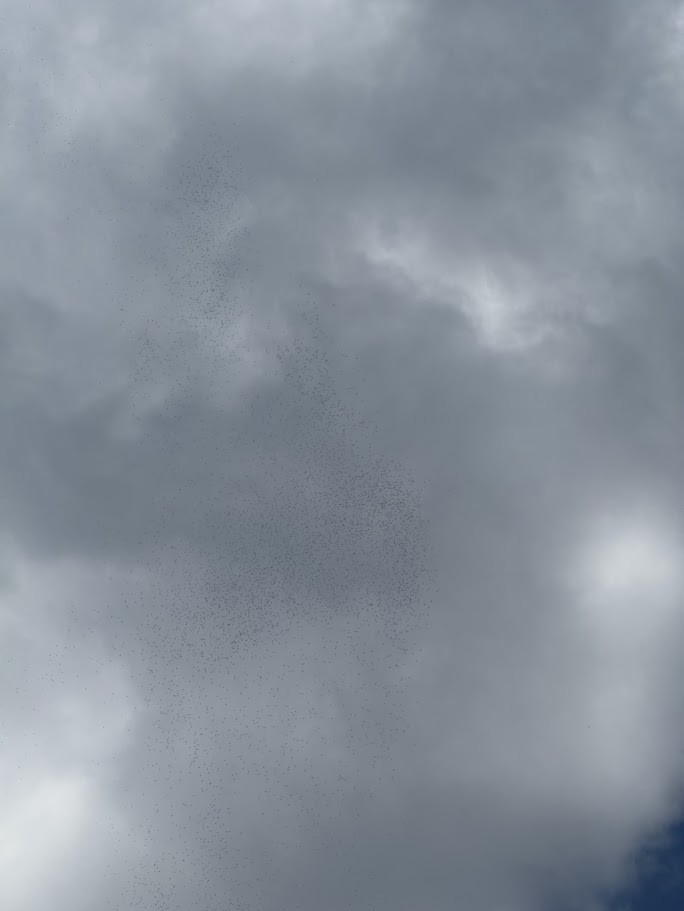 Broad-winged Hawk - ML642812070