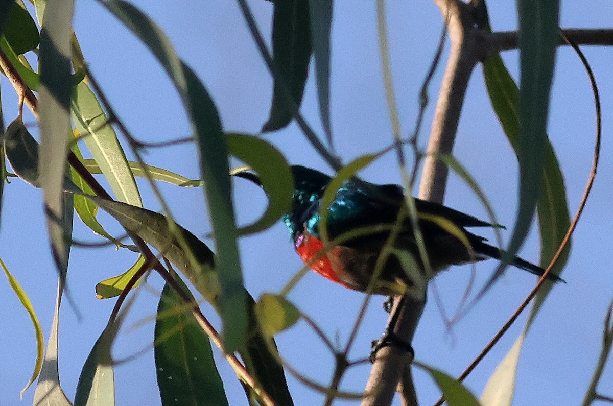 Northern Double-collared Sunbird - ML642812071