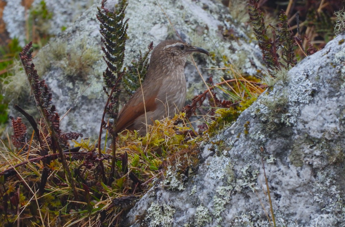 Striated Earthcreeper - ML642812075