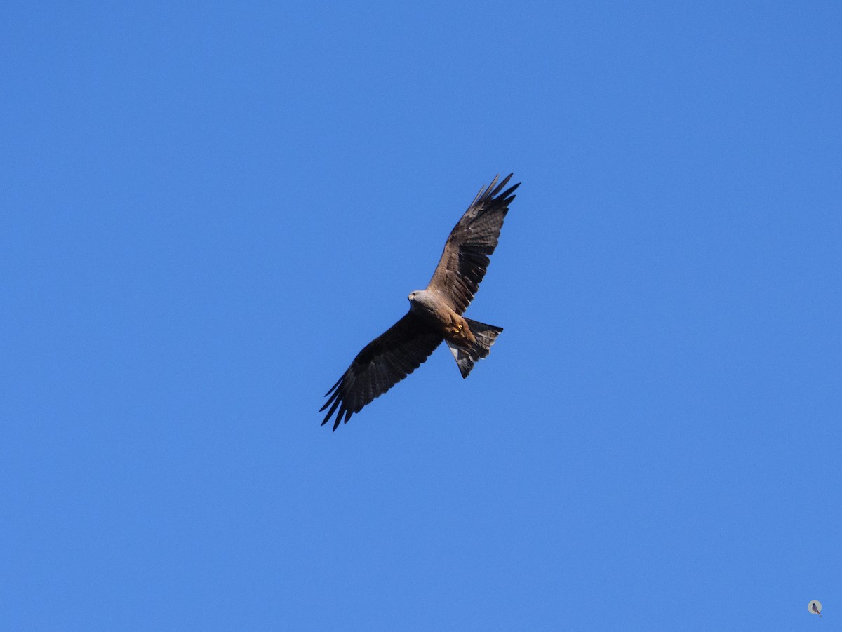 Black Kite - ML642812077