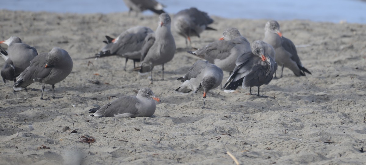 Heermann's Gull - ML642812078