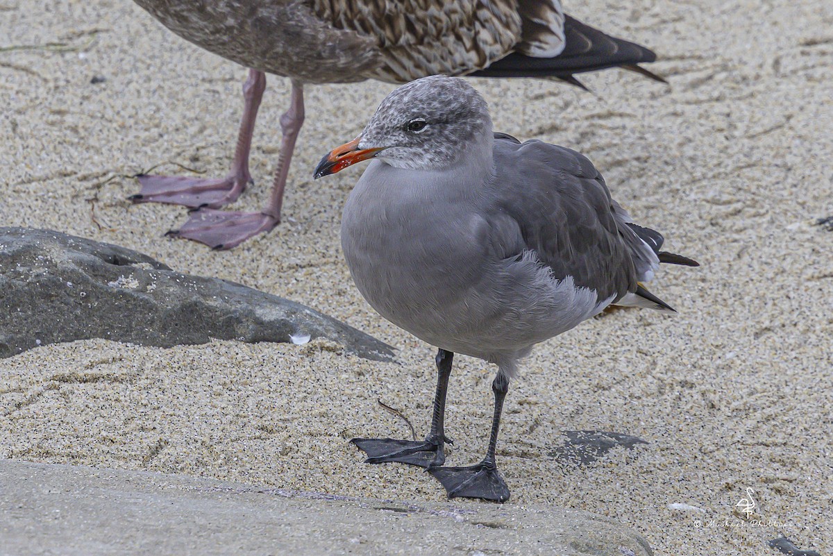 Heermann's Gull - ML642812082